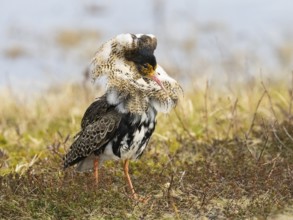 Ruff (Calidris pugnax) male in breeding plumage at lek, about to display, Pokka, Finnish Lapland