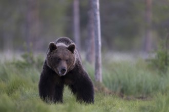 Brown bear (Ursus arctos) in the Finnish taiga, Kuusamo, Finland, Europe