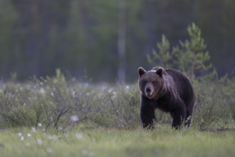 Brown bear (Ursus arctos) in the Finnish taiga, Kuusamo, Finland, Europe