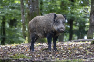 Wild boar (Sus scrofa), boar, Vulkaneifel, Rhineland-Palatinate, Germany, Europe
