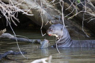Giant otter (Pteronura brasiliensis) Pantanal Brazil