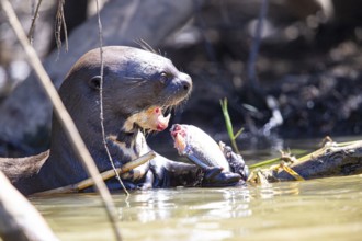Giant otter (Pteronura brasiliensis) Pantanal Brazil
