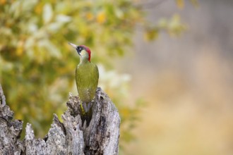 Green woodpecker (Picus viridis) Germany