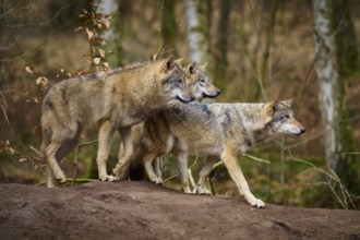 Wolf (Canis lupus), three wolves moving together in the forest in autumn, Germany, Europe