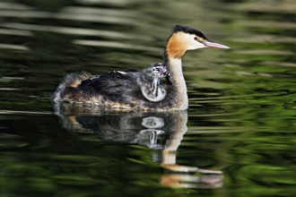 Great Crested Grebe (Podiceps Scalloped ribbonfish), with chicks in plumage swimming in the water,