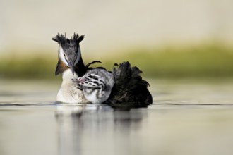 Great Crested Grebe (Podiceps Scalloped ribbonfish), with chicks in plumage swimming in the water,