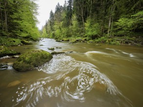 European beech trees shedding leaves, in the foreground moss-covered stones on the river Sihl,