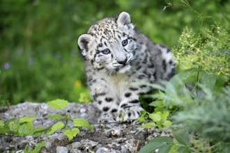 Snow leopard (Uncia uncia), young, sitting on rocks, alert, curious, portrait, endangered species,
