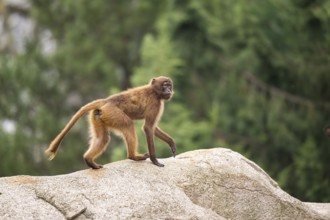 Gelada (Theropithecus gelada) walking on a rock, captive, Germany, Europe