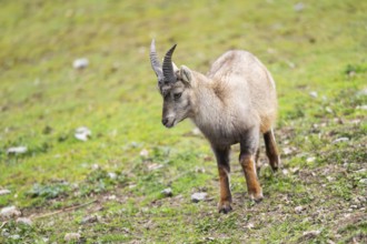 Alpine ibex (Capra ibex) female walking on a meadow, Bavaria, Germany, Europe