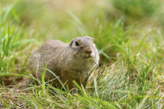 European ground squirrel (Spermophilus citellus) on a meadwo, Bavaria, Germany, Europe