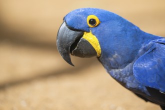 Hyacinth macaw (Anodorhynchus hyacinthinus), Portrait, captive, Germany, Europe