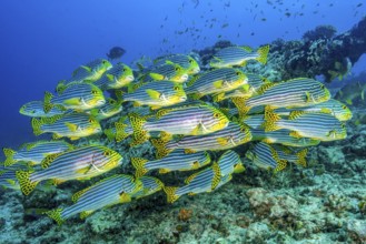 Shoal of Oriental sweetlips (Plectorhinchus vittatus) standing in floats over coral reef, Indian