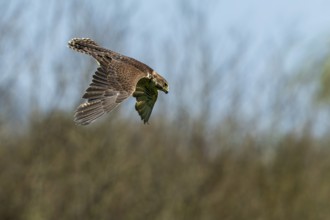 A bird of prey in flight against a blurred background with trees and blue sky, Saker falcon, (Falco
