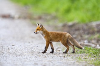Fox (Vulpes vulpes) puppy Germany