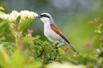 Red-backed shrike (Lanius collurio) ml Germany