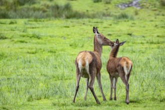 Red deer (Cervus elaphus) cow with calf captive Germany