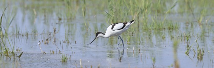 Avocet (Recurvirostra avosetta), adult wader feeding in the shallow water of the lake shore zone,