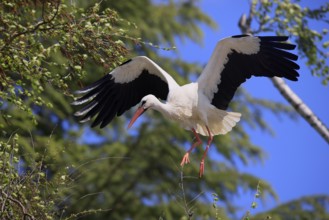 White stork, (Ciconia ciconia), White stork landing in a tree, Baden-Württemberg, Germany, Europe