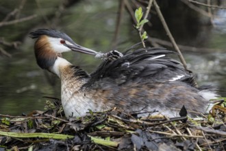 Great Crested Grebe (Podiceps Scalloped ribbonfish) with juveniles), Emsland, Lower Saxony,