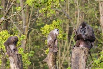 Three Drills (Mandrillus leucophaeus), a male and two females, sit high up on the three stumps of a