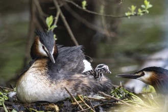 Great Crested Grebe (Podiceps Scalloped ribbonfish) with juveniles), Emsland, Lower Saxony,