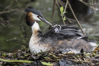 Great Crested Grebe (Podiceps Scalloped ribbonfish) with juveniles, Emsland, Lower Saxony, Germany,