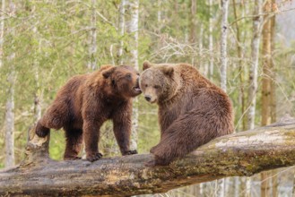 A young male Eurasian brown bear (Ursus arctos arctos) and a female brown bear sit/stand opposite