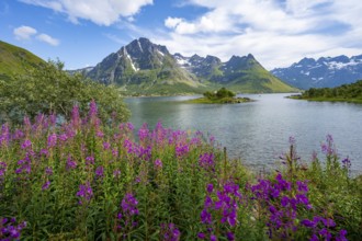 Pink flowers, blooming balsam at the fjord Austnesfjorden, idyllic mountains and fjord landscape,