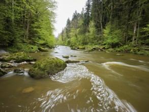 European beech trees shedding leaves, in the foreground moss-covered stones on the river Sihl,
