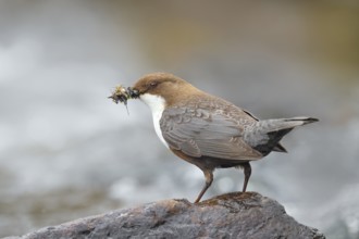 White-throated Dipper (Cinclus cinclus) on a stone on the bank of a river, with caddis fly larvae