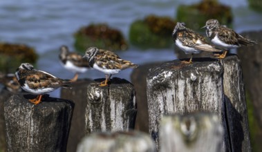 Ruddy turnstones (Arenaria interpres) in breeding plumage resting on wooden breakwater used as high