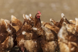 Brown hens on a natural meadow, alive and in motion, domestic chicken, Rhineland-Palatinate,