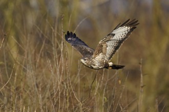 Common buzzard (Buteo buteo), in flight, Switzerland, Europe