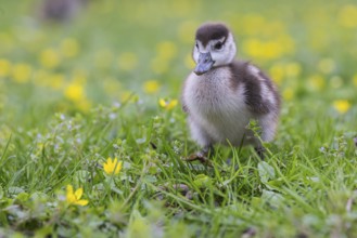 Chicks of the Nile Goose (Alopochen aegyptiaca) freshly hatched, park in spring with spring flowers