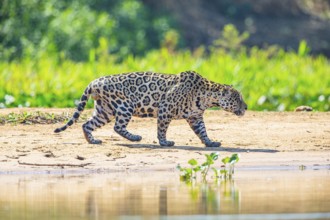 Jaguar (Panthera onca) Pantanal Brazil