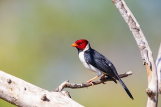 The red-capped cardinal (Paroaria gularis) Pantanal Brazil