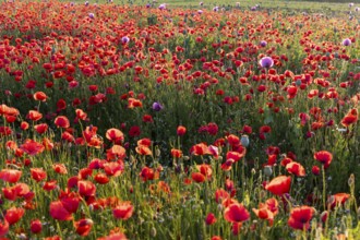 Single flowers of the blue poppy (Papaver somniferum), in a field with corn poppy (Papaver rhoeas),