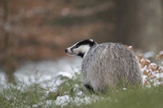 Badger in the snow, Wittlich, Rhineland-Palatinate, Germany, Europe
