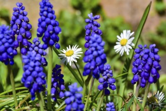 Grape hyacinths (Muscari) and daisies (Bellis perennis) in a garden near Augsburg, Bavaria,