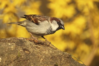 House Sparrow (Passer domesticus) male, Allgäu, Bavaria, Germany, Allgäu, Bavaria, Germany, Europe