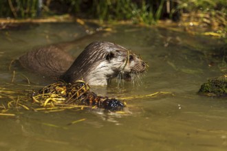 An otter swimming in the water with plants in the background, European otter (Lutra lutra),