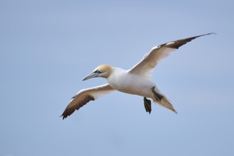 Northern gannet (Morus bassanus) flying over the sea, wildlife, Helgoland, Germany, Europe