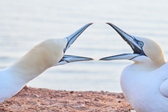 Northern gannet (Morus bassanus) arguing with each other on the ground at sunset with the sea in