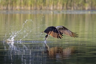 Western osprey (Pandion haliaetus) catching fish in its talons from water surface of lake in summer