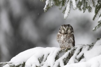 Long-eared owl (Asio otus) in a winter forest, Czech Republic, Europe