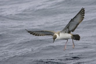 Great Shearwater (Ardenna gravis), South Australia, Australia, Oceania
