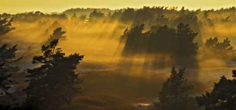 Pine forest and sand dunes covered in morning mist at Darsser Ort, Mecklenburg-Western Pomerania,