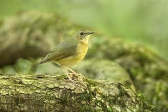 Indian Blue Robin (Larvivora brunnea) female perched on the ground, Kerala, India, Asia