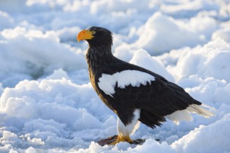 Steller's Sea Eagle (Haliaeetus pelagicus) on snow, Hokkaido, Japan, Asia